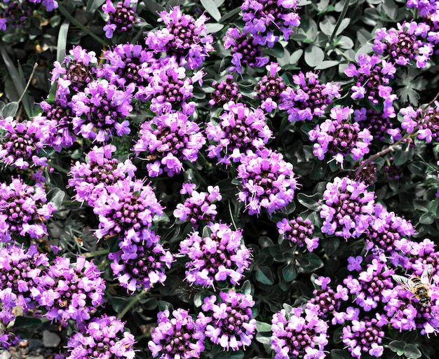 Fundo de plantas naturais com flores roxas de tomilho selvagem Thymus serpyllum Breckland close-up