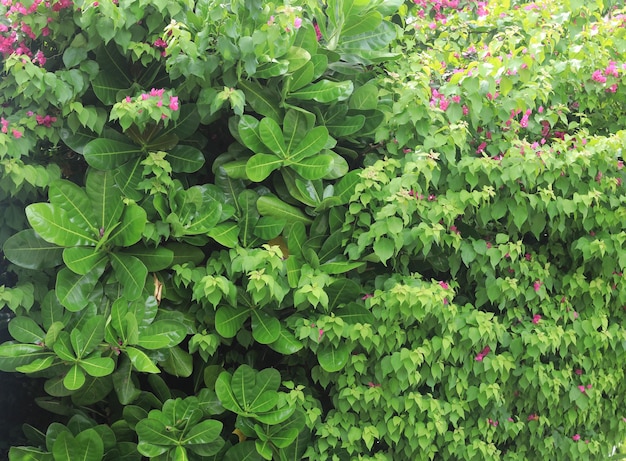 Fundo de plantas tropicais exóticas verdes