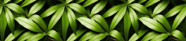 Fundo de plantas tropicais