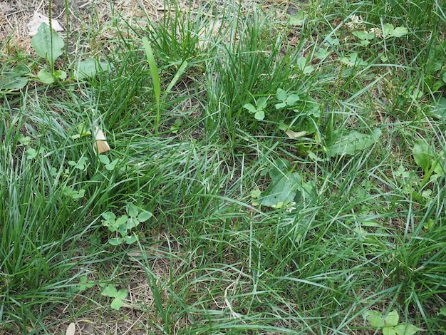 Fundo de prado de grama verde