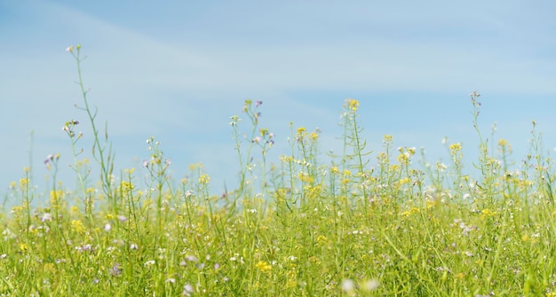 Fundo de prado de verão Campo verde de primavera com flores silvestres e ervas no fundo do céu ensolarado