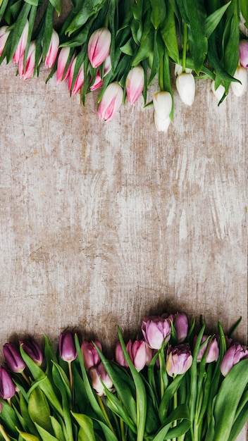 Fundo de primavera. Arranjo floral. Tulipas roxas rosa na superfície texturizada de madeira bege.