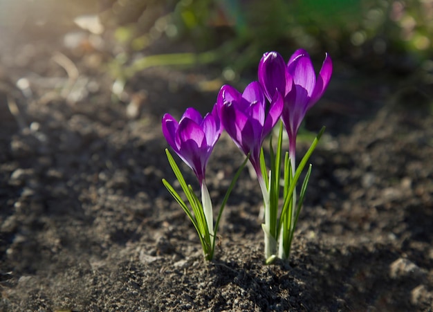 Fundo de primavera com floração violeta açafrão Crocus Iridaceae Crocus vernus Iris family