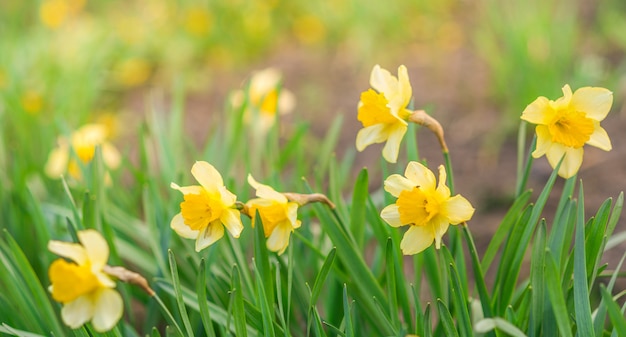 Fundo de primavera com flores amarelas. Narcisos amarelos amarelos no verde.