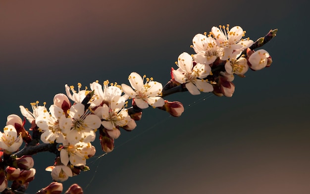 Fundo de primavera com flores, árvore de alperce