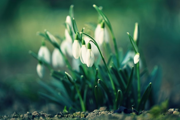 Fundo de primavera com flores As primeiras flores da primavera snowdrops na grama