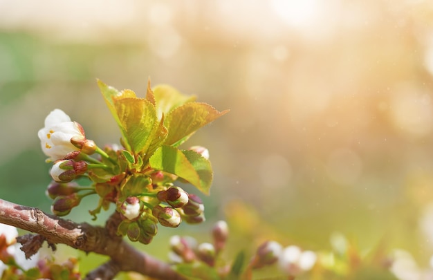 Fundo de primavera com flores de cerejeira