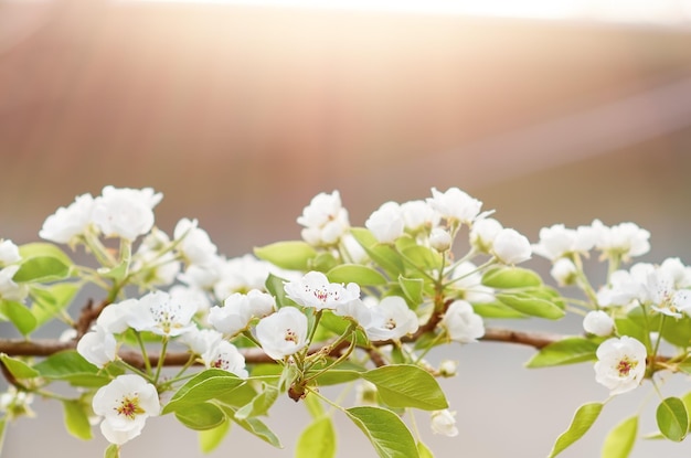 Fundo de primavera com flores de pera