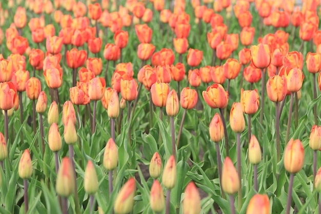Fundo de primavera com flores de tulipas brilhantes Lindo campo de tulipas em flor