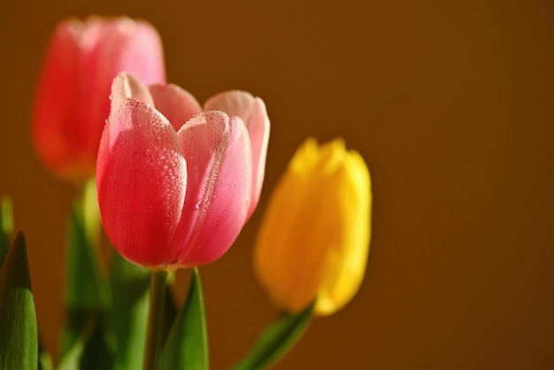 Fundo de primavera com flores Linda tulipa colorida em um dia ensolarado Fotografia da natureza na primavera