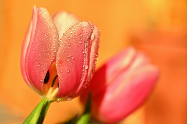 Fundo de primavera com flores Linda tulipa colorida em um dia ensolarado Fotografia da natureza na primavera