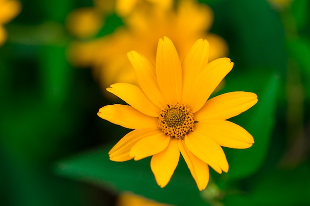 Fundo de primavera com lindas flores amarelas.