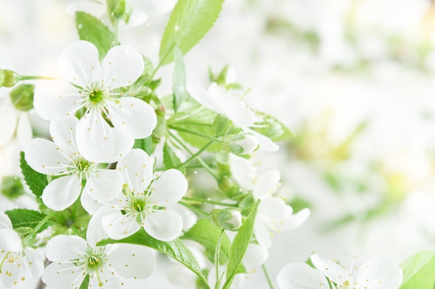 fundo de primavera com maçã branca ou flores de cereja e fundo de madeira cartões de saudação de primavera de Páscoa ou Páscoa com espaço de cópia plantas naturais paisagem ecologia conceito de papel de parede fresco mockup