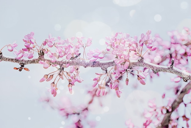 Fundo de primavera com ramo de flor rosa de cereja. Cena bonita da natureza