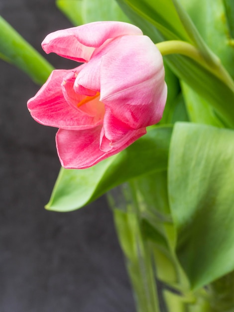 Fundo de primavera com tulipas cor de rosa Conceito de parabéns