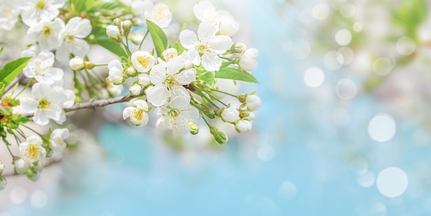 Fundo de primavera da flor de cerejeira no céu azul. Copie o espaço, foco seletivo.