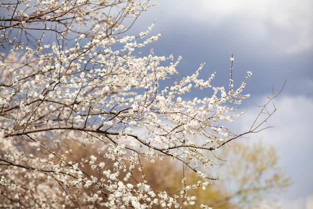 Fundo de primavera de árvore de ameixa de cereja florescendo