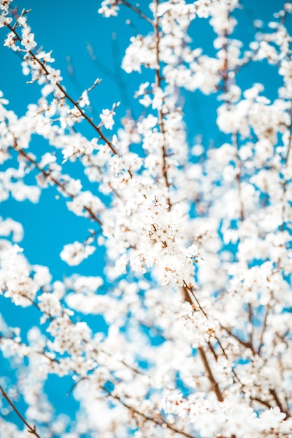 Fundo de primavera de árvore de ameixa de cereja florescendo