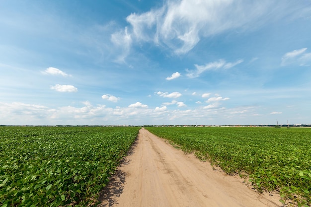 Fundo de primavera de campo verde com grama verde fresca e céu azul