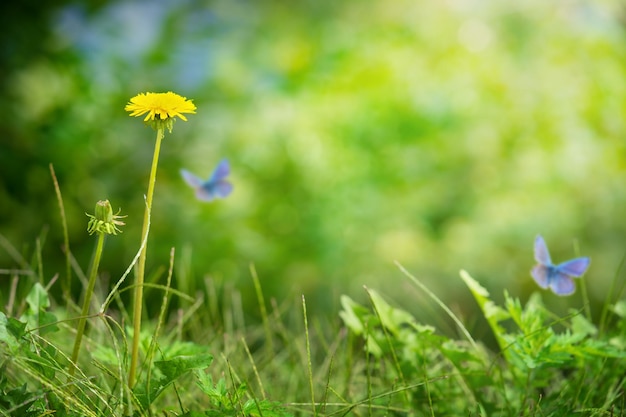 Fundo de primavera de flores amarelas-leão e borboletas voadoras