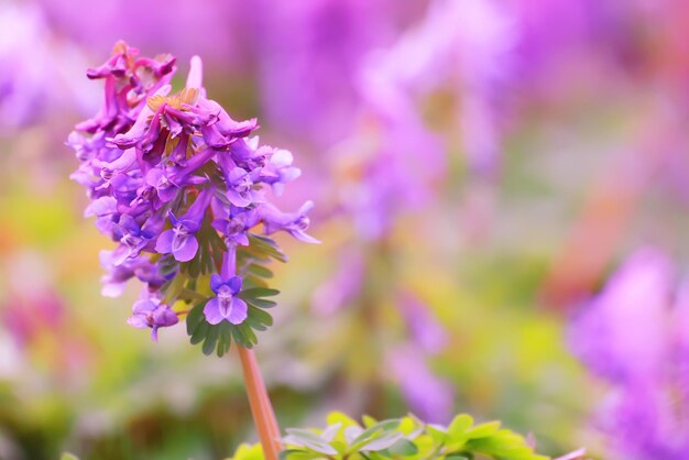 fundo de primavera de flores pequenas de primavera azul