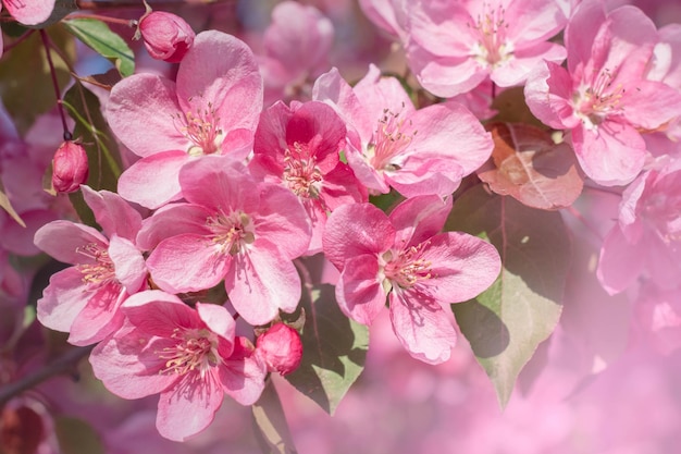 Fundo de primavera de floresMacieira ornamental florescendoCrabapple Trees BloomingParadise AppleFoco seletivo