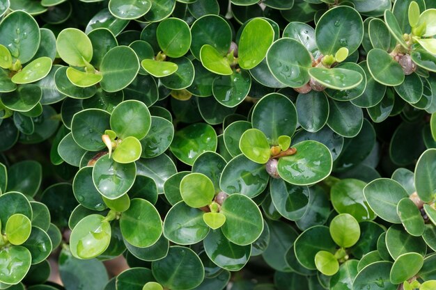 Fundo de primavera de folhas verdes naturais de Ficus annulata flores com gotas de chuva