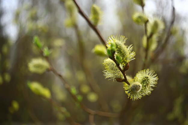 fundo de primavera de ramos de salgueiro, visão desfocada abstrata de primavera, início de março, páscoa