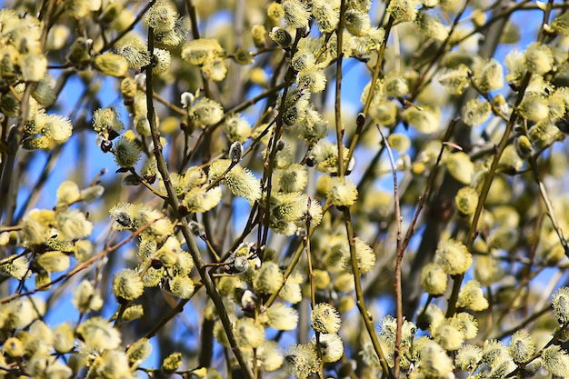 fundo de primavera de ramos de salgueiro, visão desfocada abstrata de primavera, início de março, páscoa