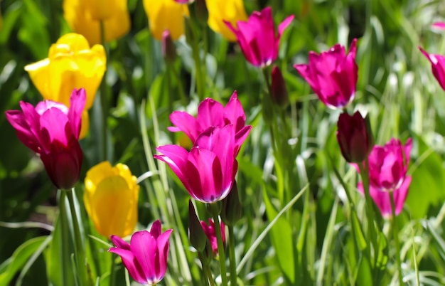 fundo de primavera de tulipas florescendo Tulipas amarelas e cor de rosa em um gramado na primavera