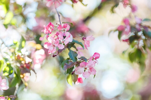Fundo de primavera delicado com ramos florescentes de cerejeira rosa à luz do sol