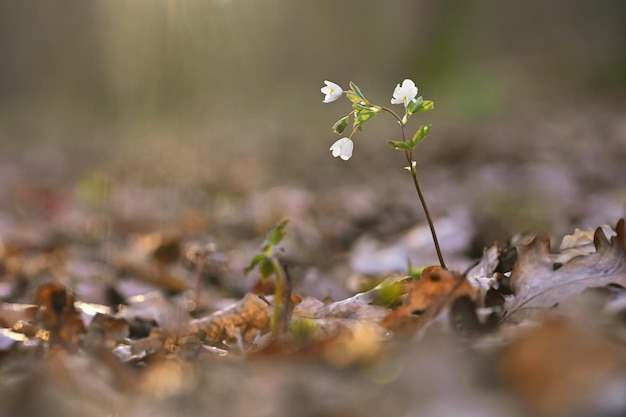 Fundo de primavera Lindas flores brancas na natureza