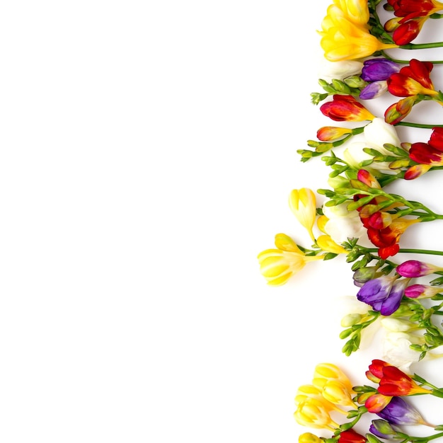 Fundo de primavera Lindas flores de frésia de primavera em um fundo branco Lugar para texto fechado Fundo romântico para as férias de primavera