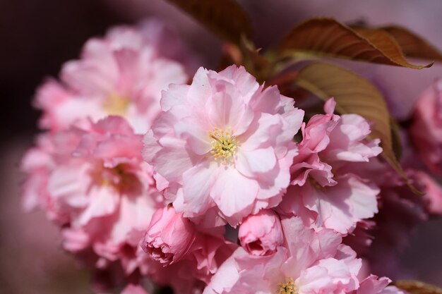 Fundo de primavera sakura com flor rosa, close-up.