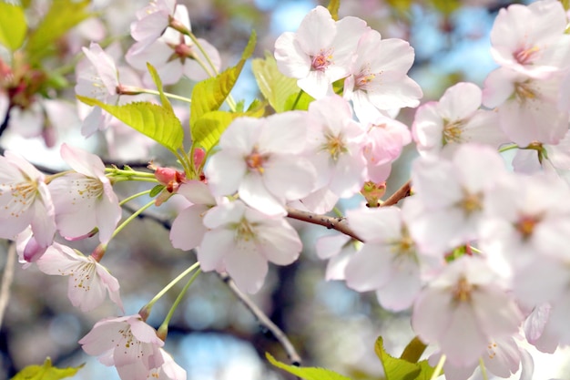 Fundo de primavera Um jovem ramo florido de cereja ou ameixa no jardim na primavera