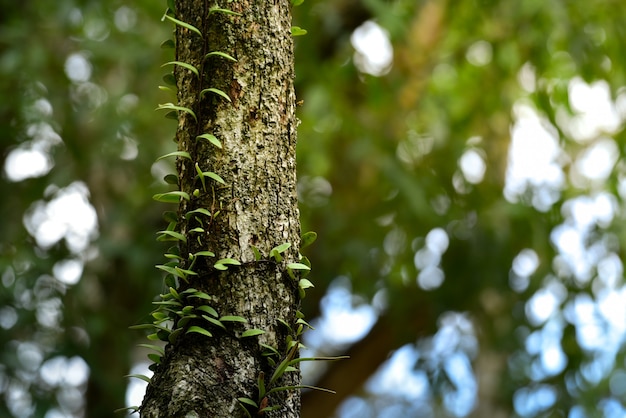 Fundo de primavera verão com árvore verde e céu