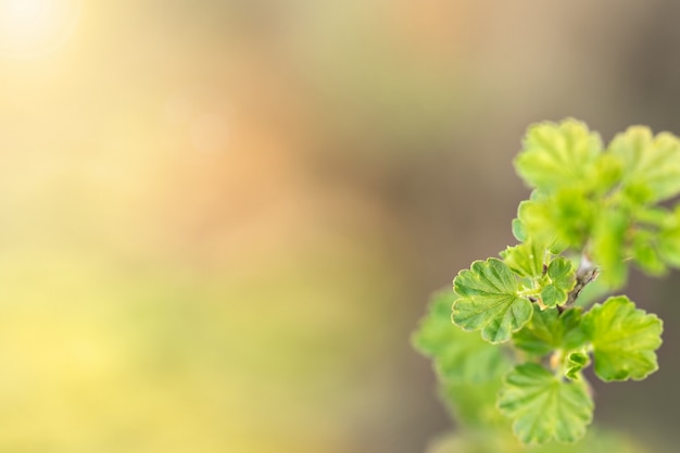 Fundo de primavera