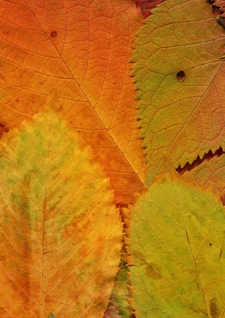 Fundo de queda de folhas naturais coloridas