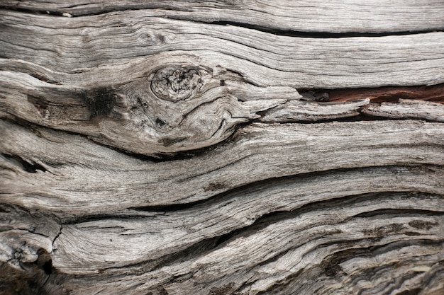 Fundo de rachaduras da superfície da casca de árvore. textura na natureza de madeira.