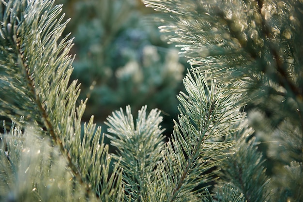 Fundo de ramos de abeto verde de uma planta conífera no jardim foco seletivo