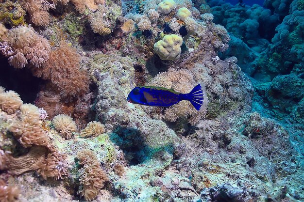 fundo de recifes de corais, ecossistema de vida marinha subaquática oceano mar