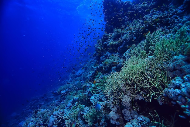 fundo de recifes de corais, ecossistema de vida marinha subaquática oceano mar