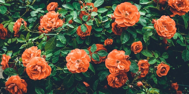 Fundo de rosas de arbusto vermelho closeup textura de hortaliças e flores no jardim contexto floral linda cor esmeralda modelo para design de cartão padrão de flor papel de parede de natureza de verão