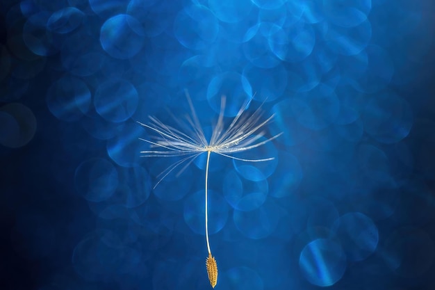 Fundo de semente de dente-de-leão natural com uma gota em um fundo azul