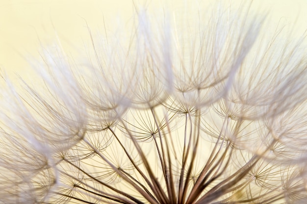 Fundo de semente de dente de leão. Semente macro closeup. Natureza primavera