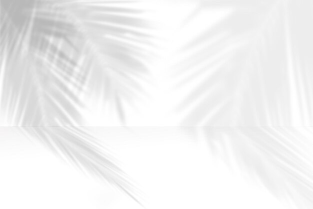 Fundo de sombra cinza abstrato de folhas de palmeira natural caindo na parede de concreto branco.