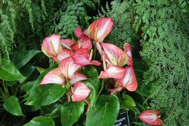 Fundo de spathiphyllum vermelho e branco