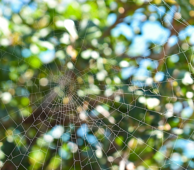 Fundo de teia de aranha na madeira