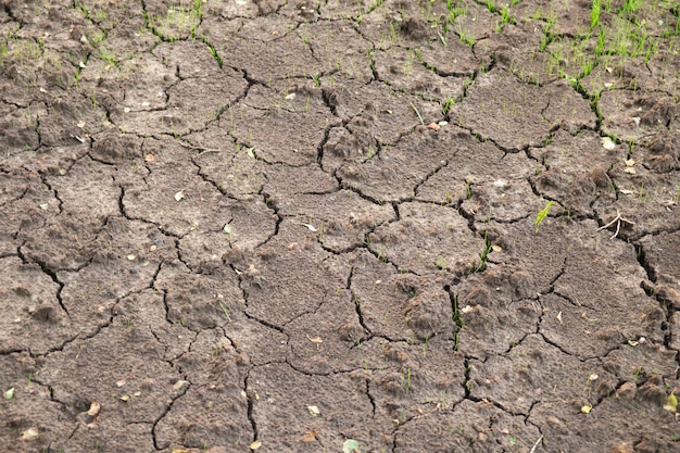 Fundo de terra seca com rachaduras e grama verde. Conceito de seca.