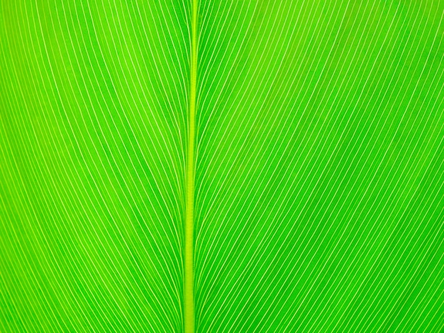 Fundo de textura abstrata de folha verde